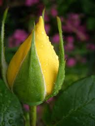 yellowrosebud