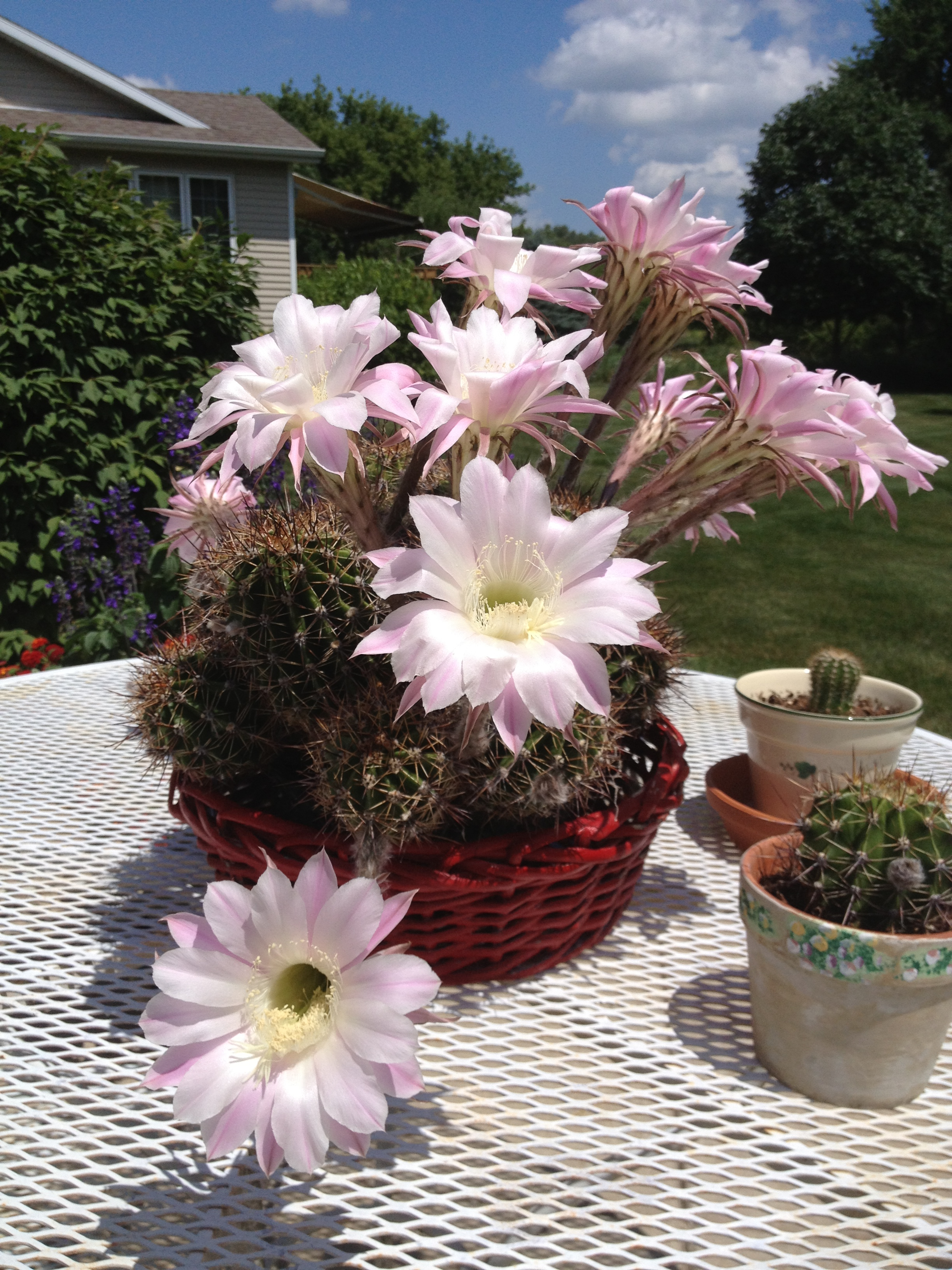 bloomingcactus