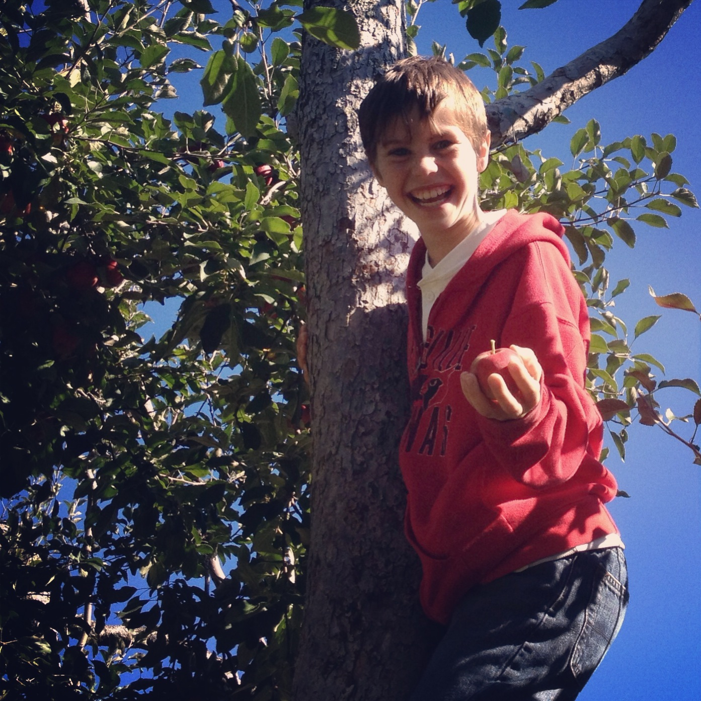 applepicking