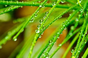 drops-on-the-grass