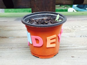HIDEY plant