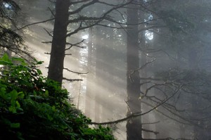 sunlight through trees