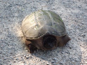 turtle-1388276633B63