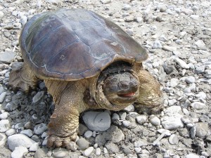 800px-Snapping_turtle_posturing