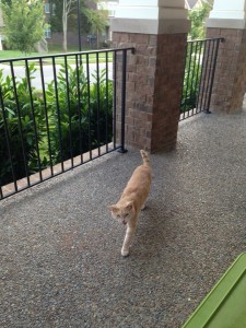 witty on porch