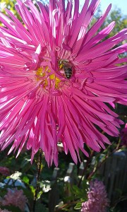 Flowers,_bee,