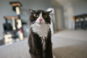 interested cat