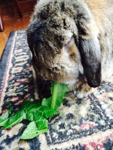 Louie eating collard greens