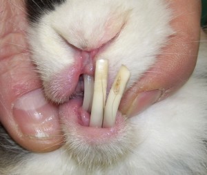 long bunny teeth