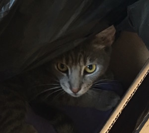 Winston in box cropped