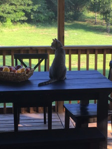 cat