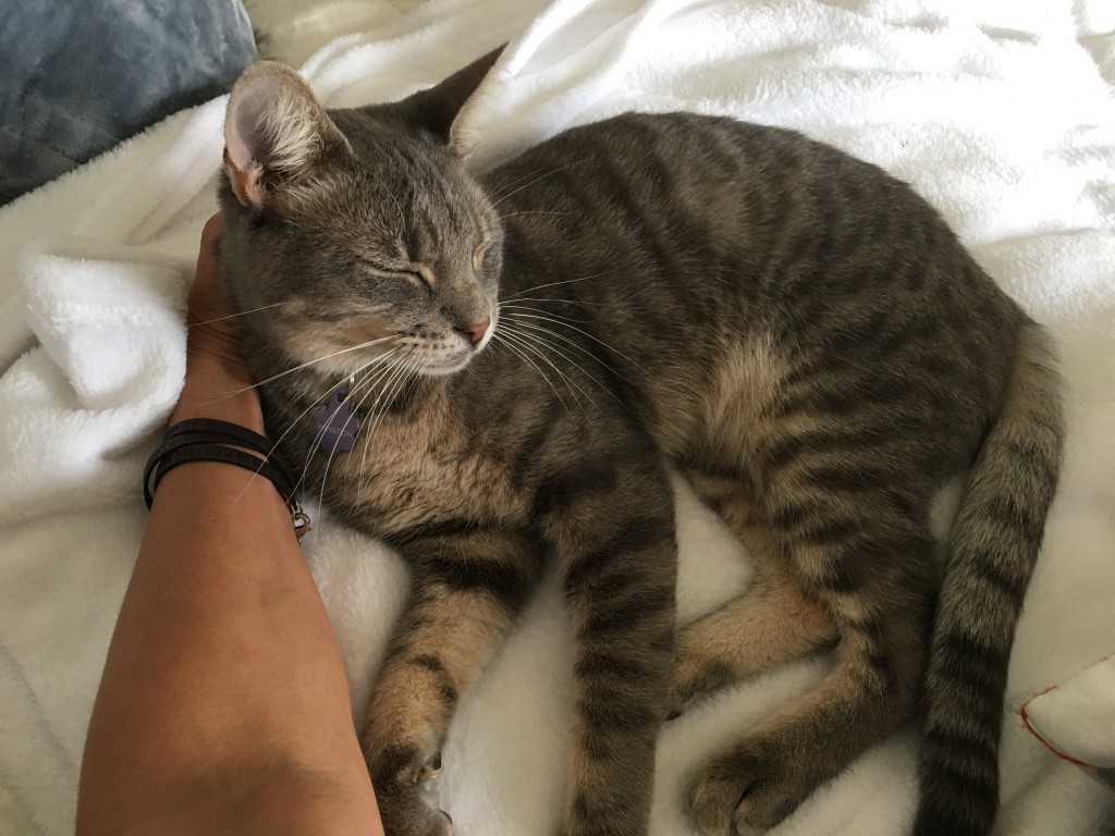 cat sleeping