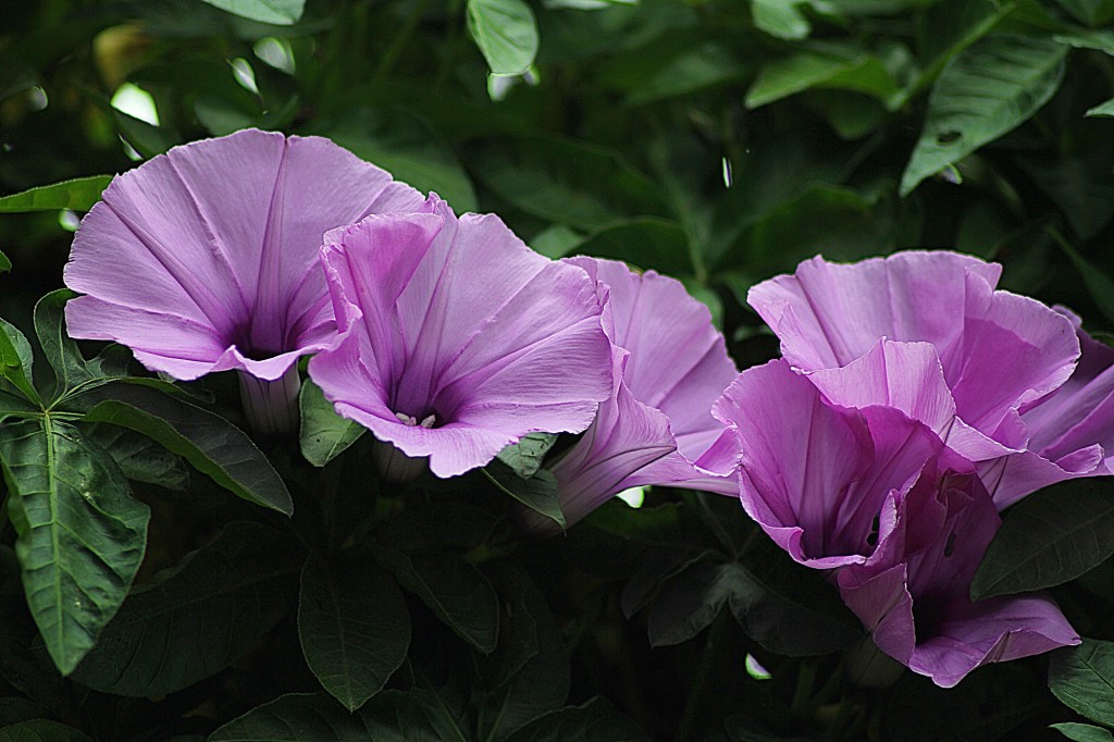 morning glories